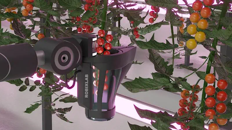 roboter für die automatisierte Tomatenernte